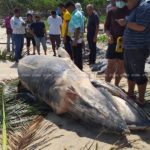 ตะลึง! วาฬโอมูระ พันธ์ุหายากในโลก เกยตื้นตายหาดสงขลา สังเวยปาบึก