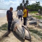 ตะลึง! วาฬโอมูระ พันธ์ุหายากในโลก เกยตื้นตายหาดสงขลา สังเวยปาบึก