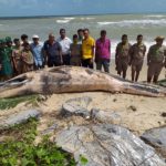 ตะลึง! วาฬโอมูระ พันธ์ุหายากในโลก เกยตื้นตายหาดสงขลา สังเวยปาบึก