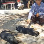 ลุงเชื่อเวรกรรมมีจริง! คนวางยาหมาตายเกลื่อนกว่า 10 ตัว สลดแม่เฝ้าซากลูกไม่ห่าง(คลิป)