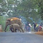 เขวี้ยงระเบิดเพลิงขับไล่ แม่-ลูกช้าง ผลพวงมนุษย์รุกล้ำป่า (ภาพชุด)