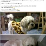 สาวตามหา หมาหาย สงสัยข้างบ้าน ยัดใส่ถุงขับไปทิ้งไว้ที่อื่น!