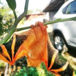 สุดเสียดาย! ค้างคาวสีทอง สัตว์หายาก บินชนเก๋งตายคาทะเบียน เชื่อนำโชคมาให้