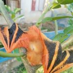 สุดเสียดาย! ค้างคาวสีทอง สัตว์หายาก บินชนเก๋งตายคาทะเบียน เชื่อนำโชคมาให้