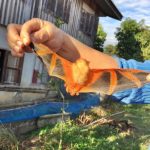สุดเสียดาย! ค้างคาวสีทอง สัตว์หายาก บินชนเก๋งตายคาทะเบียน เชื่อนำโชคมาให้