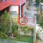 สาวตามหา หมาหาย สงสัยข้างบ้าน ยัดใส่ถุงขับไปทิ้งไว้ที่อื่น!