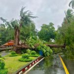 ประมวลภาพความเสียหาย ปาบึก ถล่ม 'เมืองคอน' เสาไฟ-ต้นไม้ โค่นระทึก