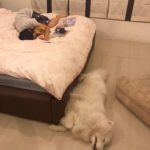 บุ๋ม ปนัดดา ขายแล้ว! บ้านที่เคยอยู่กับอดีตสามี เข็ดรัก-ฟุ้งหนุ่มรุมจีบเป็นร้อย