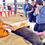 ตายแล้ว! ลูกช้างน้อย‘พังใบตอง’ ขาติดแร้วพรานป่าเน่าติดเชื้อ ทีมรักษาสุดเศร้า