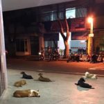 ไม่ยอมไปไหน 6ตูบเฝ้าหน้าโรงพยาบาล รอเจ้านายที่เป็นคนไร้บ้าน