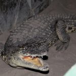 เรือนจำรัสเซียเลี้ยง “จระเข้” ช่วยปลูกฝังวินัยนักโทษ