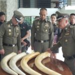 สู้คดี! เมียเปรมชัย ให้ม.มหิดลตัดงาช้าง ตรวจอายุ-พิสูจน์ช้างไทยหรือแอฟริกา