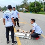 ทุกชีวิตล้วนมีความหมาย เผยเรื่องราวสุดอบอุ่นใจ หลังหมาจรจัดโดนชนแล้วหนี