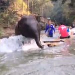 ล่องแพระทึก!! เปิด(คลิป)วินาทีเฉียดตาย ช้างลุยน้ำพุ่งชนพลิกแพคว่ำตกน้ำ