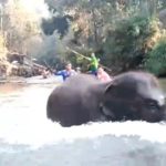 ล่องแพระทึก!! เปิด(คลิป)วินาทีเฉียดตาย ช้างลุยน้ำพุ่งชนพลิกแพคว่ำตกน้ำ
