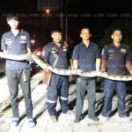 มุดท่อหนีรถทับตาย! ช่วยเหลือมยักษ์ใหญ่กว่า 5 เมตร เหล็กเสียบติดคา(คลิป)