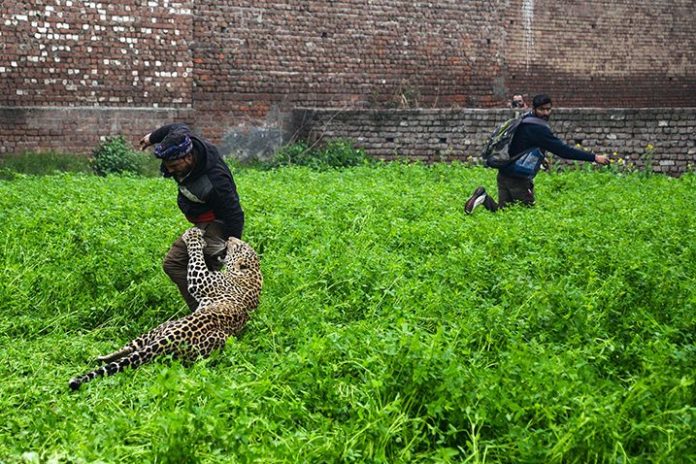 เสือดาวโผล่อลหม่านทั้งชุมชน