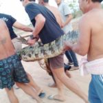 ไอ้กุด’หลุดกัดเหวอะ! จระเข้หลวงพ่อคูณโผล่สระหลังวัดบ้านไร่ งับคนทอดแห