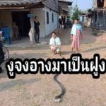 ปล่อยคืนธรรมชาติ ทำพิษ ชาวบ้านสุดทน ฝูงงูจงอาง บุกบ้านผวาโดนฉก!