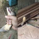 สาวผงะขนลุกซู่! เจอจะๆจงอางยักษ์กำลังเลื้อยเข้าบ้าน รีบปิดประตูโดดหนี(คลิป)