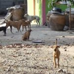 ตาเผยนาที ฝูงหมา 10 ตัว รุมขย้ำหลาน 3 ขวบ สะเทือนใจพาดูจุดเกิดเหตุ