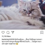แบงค์ วงแคลช เศร้าหนัก สูญเสียเจ้าเหมียว ‘เมฆิน’ เพื่อนรักในวัย 13 ปี