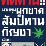 ภูมิใจไทย ค้านผูกขาดกัญชา ปชช.ต้องปลูกได้ ชี้เป็นรัฐบาลจะทำครบวงจร สร้างมูลค่า 1.9 ล้านล้านบาท