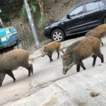 หมูป่าบุกเมือง เพ่นพ่านย่านคนรวยก็ไม่เว้น ชาวฮ่องกง-ต่างชาติมึนตึ้บ
