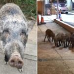 หมูป่าบุกเมือง เพ่นพ่านย่านคนรวยก็ไม่เว้น ชาวฮ่องกง-ต่างชาติมึนตึ้บ