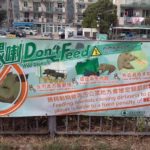 หมูป่าบุกเมือง เพ่นพ่านย่านคนรวยก็ไม่เว้น ชาวฮ่องกง-ต่างชาติมึนตึ้บ