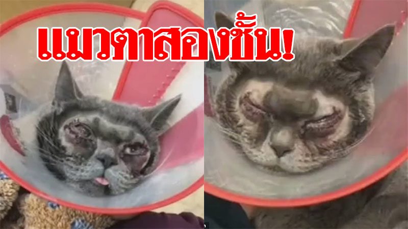 อื้ออึง ผ่าตาสองชั้นให้แมว คนเลี้ยงเห็นหน้าเดิม 