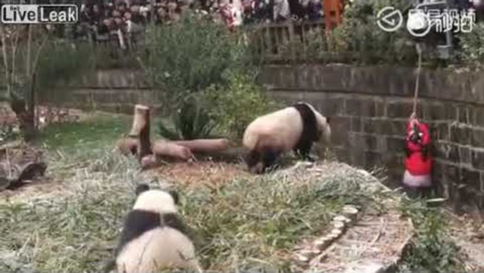 หนูน้อยตกคอกแพนด้า