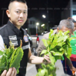 ปิดบัญชีธุรกิจ! จับ2ป้า 1สาวหุ้นส่วนกว้านซื้อใบกระท่อมส่งกทม. โอดเศรษฐกิจไม่ดี(คลิป)
