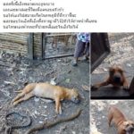 สุดเศร้า! หมาที่เลี้ยงไว้ สละชีวิตป้องครอบครัว กัดงูตายมาเป็นสิบ หนนี้พลาดท่าให้จงอาง