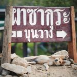 สะเทือนใจ มาเที่ยวแต่ทิ้งหมาไว้ เจ้าตูบเฝ้ามองหา รอเจ้าของทุกวัน!