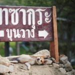 เซเลบขุนวาง! เจ้าหลงสร้างชื่อ นั่งรอเจ้าของไม่ยอมไปไหน หลังถูกลืมทิ้งไว้