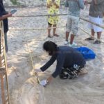 ครั้งแรกในรอบ 23 ปี! เต่าหญ้า สัตว์ทะเลหายาก ขึ้นวางไข่ชายหาดบ้านบ่อดาน