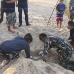 ครั้งแรกในรอบ 23 ปี! เต่าหญ้า สัตว์ทะเลหายาก ขึ้นวางไข่ชายหาดบ้านบ่อดาน