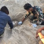 ครั้งแรกในรอบ 23 ปี! เต่าหญ้า สัตว์ทะเลหายาก ขึ้นวางไข่ชายหาดบ้านบ่อดาน