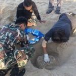 ครั้งแรกในรอบ 23 ปี! เต่าหญ้า สัตว์ทะเลหายาก ขึ้นวางไข่ชายหาดบ้านบ่อดาน