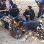 ครั้งแรกในรอบ 23 ปี! เต่าหญ้า สัตว์ทะเลหายาก ขึ้นวางไข่ชายหาดบ้านบ่อดาน