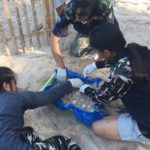 ครั้งแรกในรอบ 23 ปี! เต่าหญ้า สัตว์ทะเลหายาก ขึ้นวางไข่ชายหาดบ้านบ่อดาน