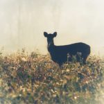 โลกผ่านเลนส์ เนื้อทรายที่ทุ่งกะมัง : สดจากเยาวชน