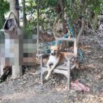 ไม่อยากเป็นภาระใคร! เฒ่าวัย 72 ปี ป่วยมะเร็ง ผูกคอดับ "ไอ้ด่าง" นั่งเฝ้าศพเจ้าของไม่ห่าง  
