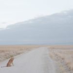 "Little Wild" นิทรรศการ ภาพถ่ายฝีพระหัตถ์ พระองค์หญิง ทริปเคนย่า