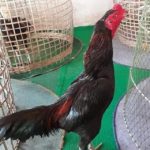 เบิ้ล ปทุมราช โชว์ เจ้าเขียว ไก่ชนตัวเก่ง แข้งหนัก 1 แสนก็ไม่ขาย