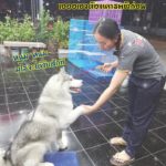 ไซบีเรียน จอมแสบ ทำเอาฮาไปทั้งโซเชียล โดนแขวนป้ายหลังมาไถขนมนับพัน!
