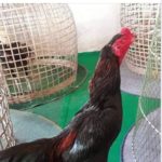 เบิ้ล ปทุมราช โชว์ เจ้าเขียว ไก่ชนตัวเก่ง แข้งหนัก 1 แสนก็ไม่ขาย