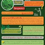ยังปลูกกัญชาไม่ได้! กรมส่งเสริมการเกษตรเบรก สหกรณ์-วิสาหกิจชุมชน ชี้ต้องได้รับอนุญาต