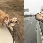 คู่หูตูบต่างวัย เจ้าตัวเปี๊ยกคอยดูแลเจ้าตาบอด โกยยอดไลก์-ฟอลโลเวอร์